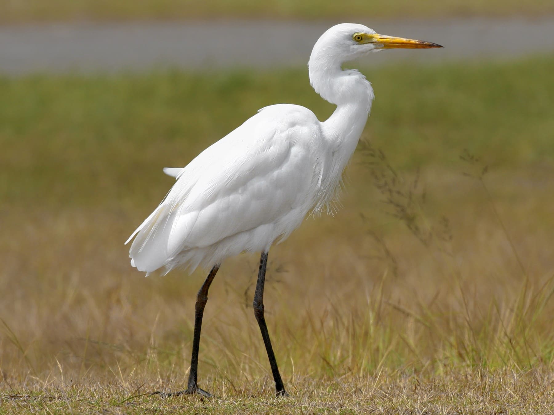 Intermediate Egret